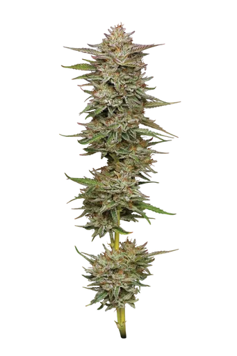 Banana OG Auto