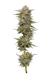 Banana OG