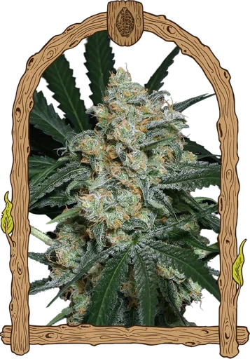 Zkittalicious Auto