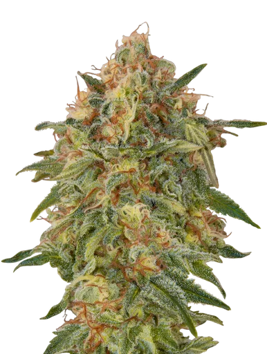 Zkittlez