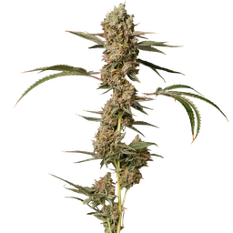 Banana Punch OG Auto