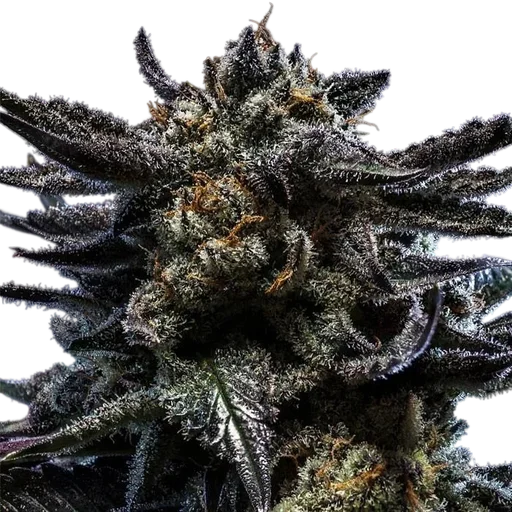 Zombie Kush Auto