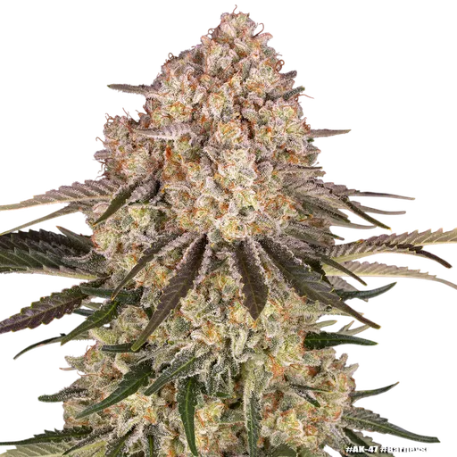AK-47