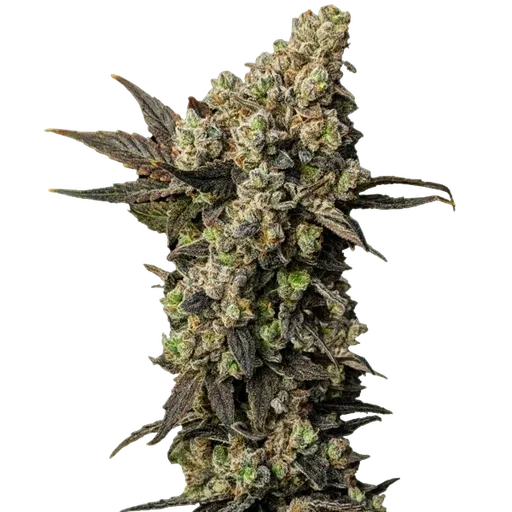 Astro Lemonade F1