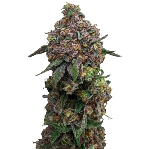 Cosmic Cheddar F1