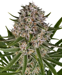 Lemon Haze Auto