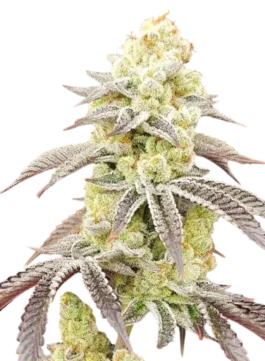 Aurelium