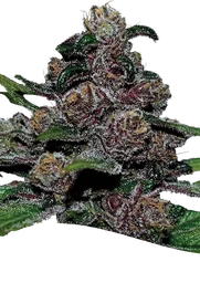 Blackberry Moonrocks Auto