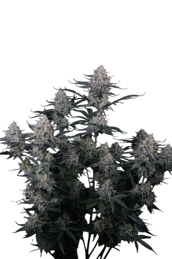 Guava Sundae Auto