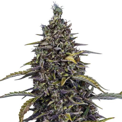 Jacob's Remedy Auto