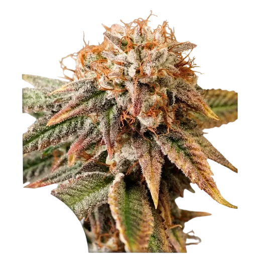 Kingston Punch Auto