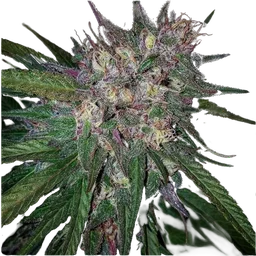 Bay Berry