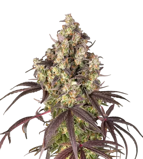 Lemon Cherry Gelato