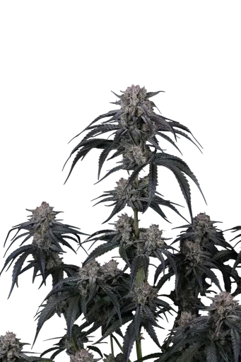 Mango Frost Auto