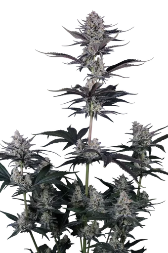 Mendo Guava Auto