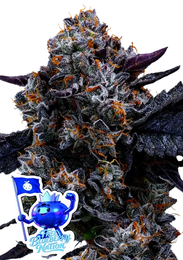 Free Blueberry Nation