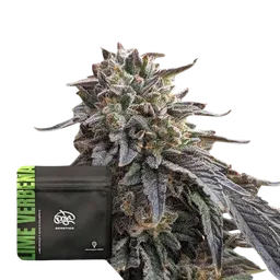 Lime Verbena