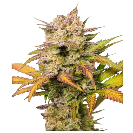 Sweet Bourbon Kush Auto