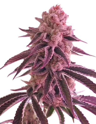 Platinum Dosha