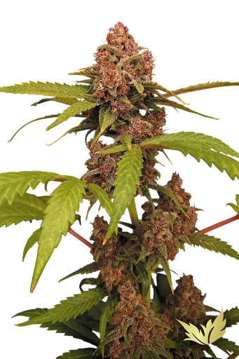 Banana Purple Auto