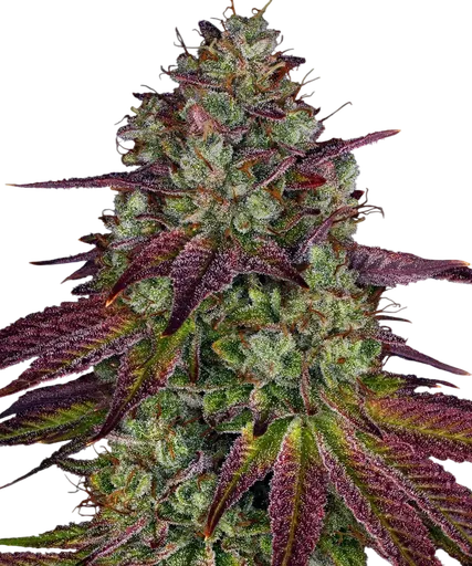 Mimosa EVO