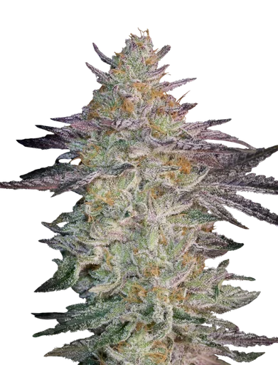 Super Banana Mango