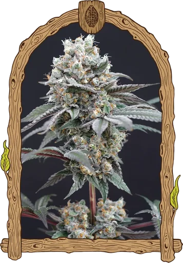 The Clash