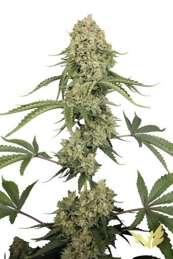 Tropical Fruit Cake