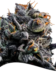 Blueberry Banana Auto