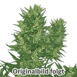 Chronic Ryder Auto