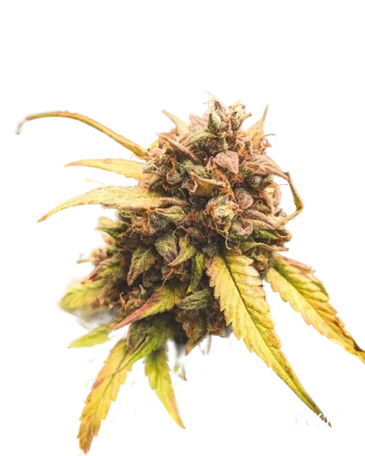 Bear Assed Monkey Auto