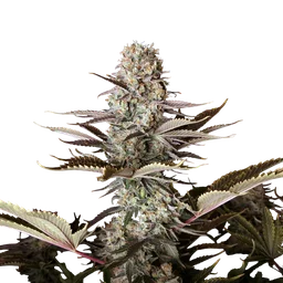 DC Kush