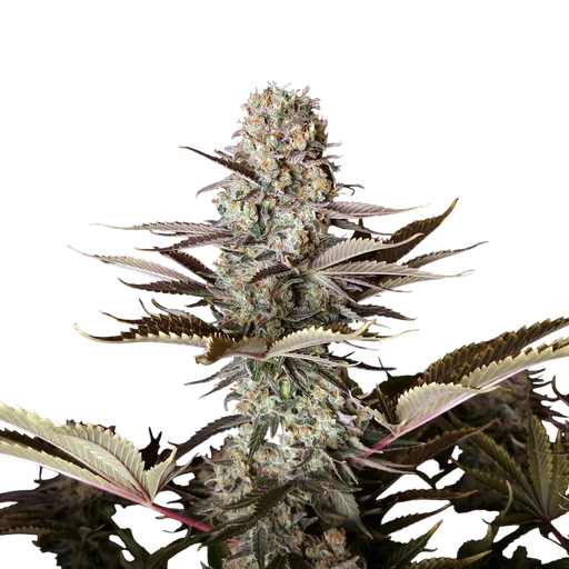 DC Kush