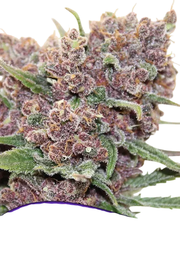 Gelato Dream