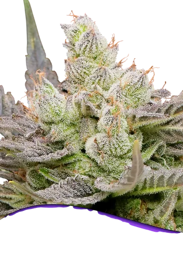 Glowberry Rush Auto
