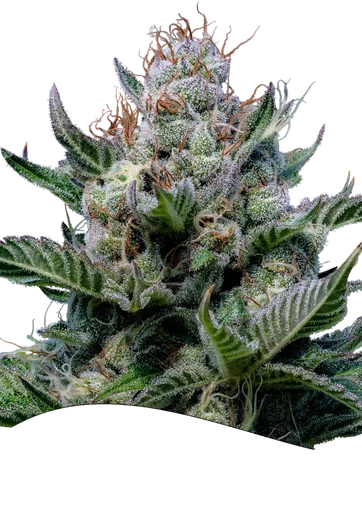 Green Apple Juice Auto