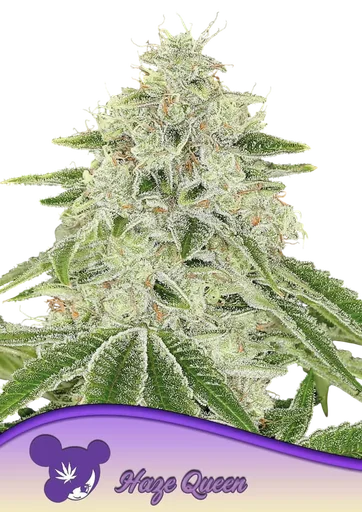 Haze Queen