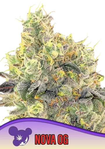 Nova OG