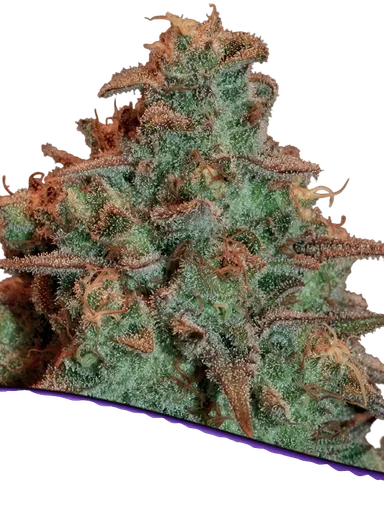 Nova OG Auto