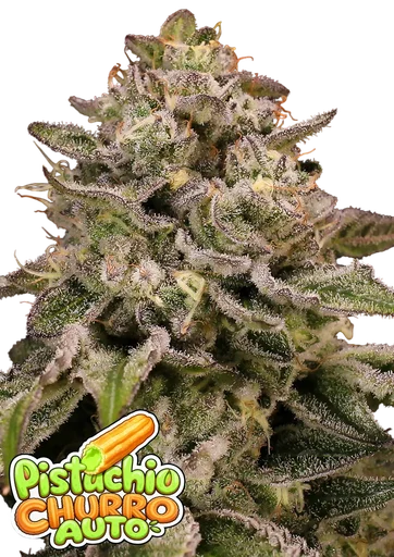 Pistachio Churro Auto