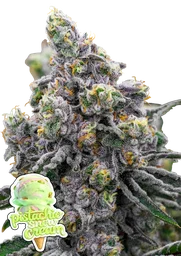 Pistachio Snow Cream