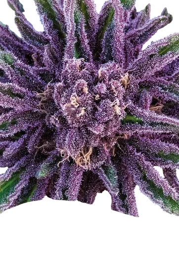 Purple Thai