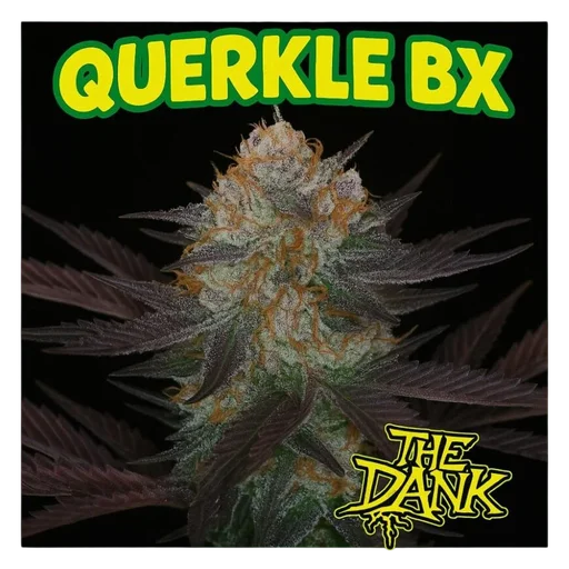 Querkle BX