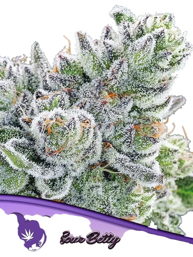 Sour Betty