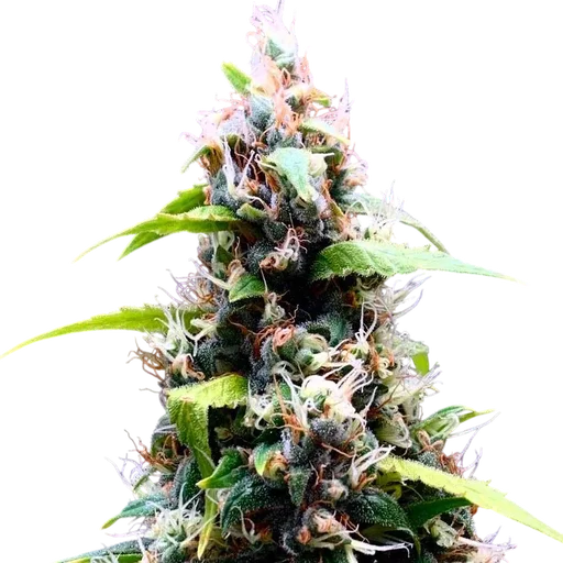 Sour Puffs