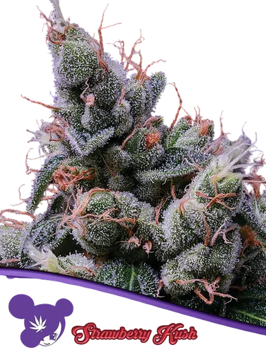 Strawberry Kush
