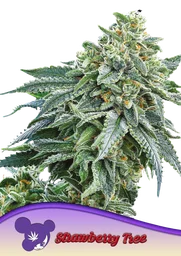 Strawberry Tree