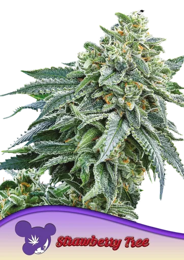 Strawberry Tree