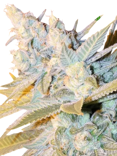 Triple Cheese Auto