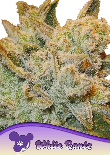 White Runtz
